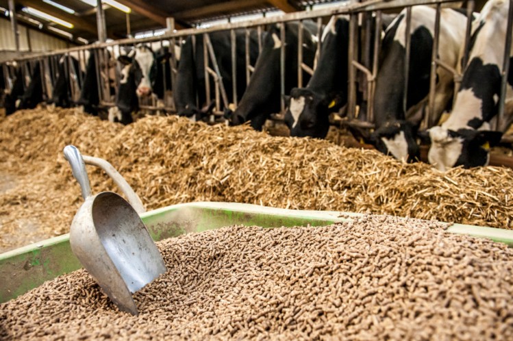 Cattle Feed Manufacturers suppliers Tamilnadu Pondicherry