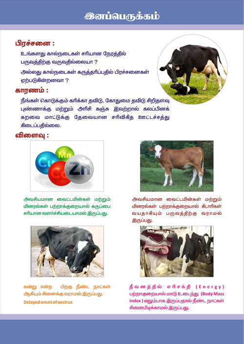 Cattle Feed Manufacturers suppliers Tamilnadu Pondicherry